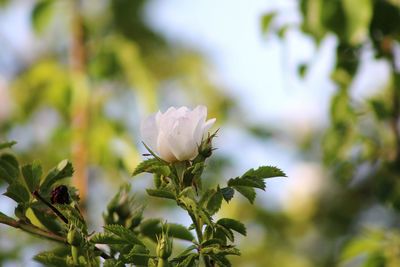 Close-up of white flowering plant