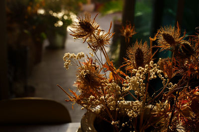 Backlited flowers in vase on the table in sunset time