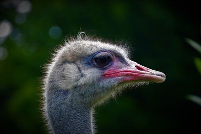 Close-up of ostrich