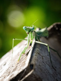 Close-up of damselfly on leaf