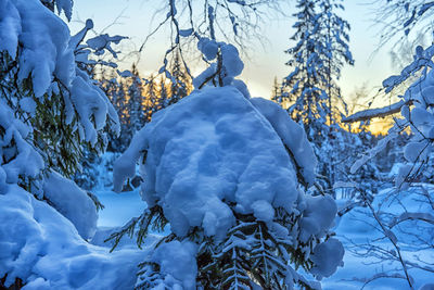 Snow covered plants against sky