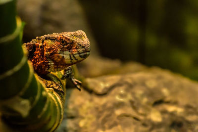 Close-up of a lizard on rock