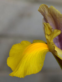 Close-up of yellow flowering plant