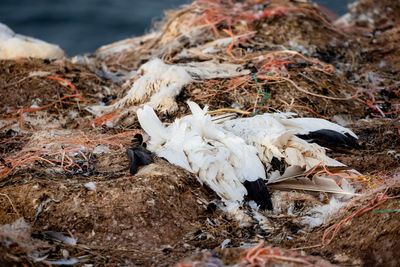 Close-up of dead fish