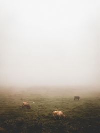 View of cow grazing in field