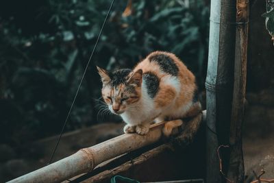 Close-up of cat looking away