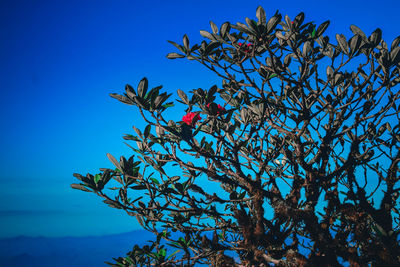 Low angle view of flowering plant against blue sky