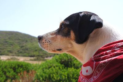 Close-up of dog looking away against sky