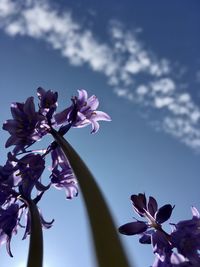 Low angle view of cherry blossoms against sky