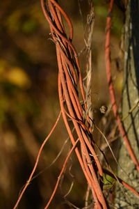 Close-up of plant against blurred background