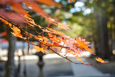 Close-up of maple leaves on plant during autumn