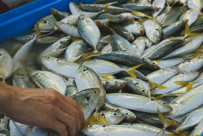 Close-up of fish for sale in market