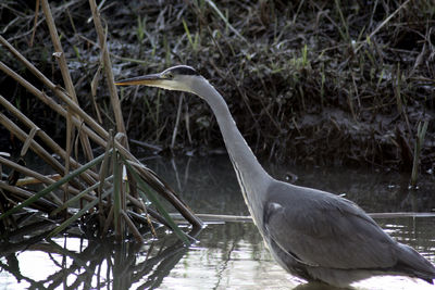 Side view of a bird in water