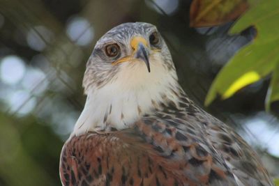 Close-up of bird perching on branch