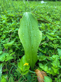 Close-up of raindrops on leaf