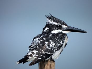 Close-up of pied kingfisher 