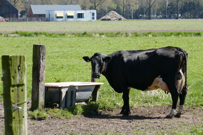 Cows standing in a field
