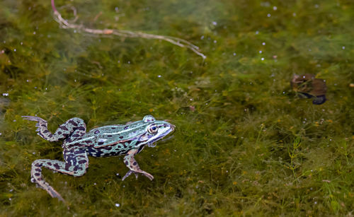 High angle view of frog swimming in lake