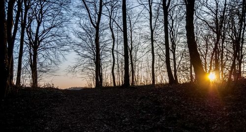 Trees on field against sky at sunset