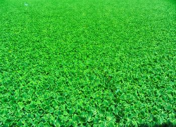 Full frame shot of green grass