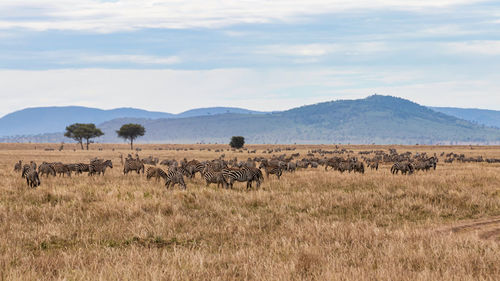 Excited wildlife scene in tanzania