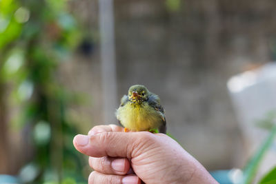 A small yellow bird perched on the hand