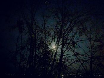 Low angle view of bare trees at night