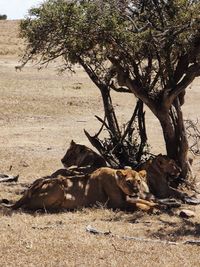 View of a cat resting on field