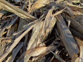 Close-up of leaves on ground