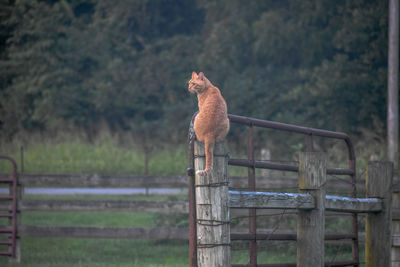 Horse standing on field