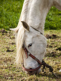 Close-up of horse on field