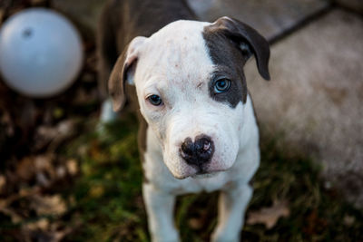 Close-up portrait of dog