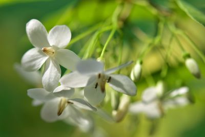 Close-up of white flowering plant