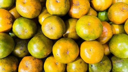 Portrait of citrus fruits neatly arranged on the fruit shelf