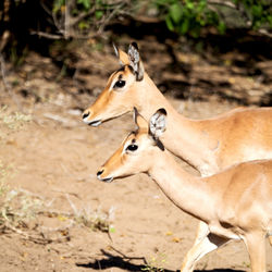 Side view of an animal on land