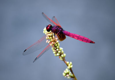 Low angle view of insect