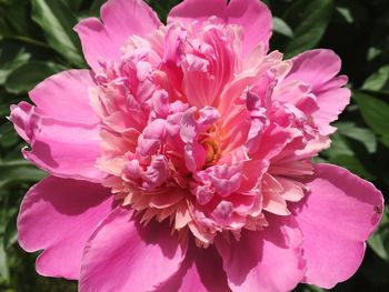 Close-up of pink flowers blooming outdoors