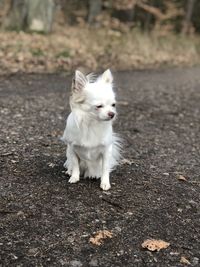 Portrait of white dog standing on road