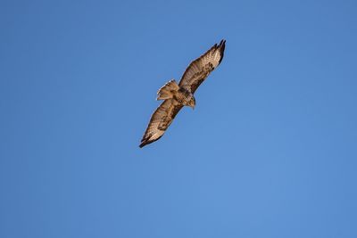 Low angle view of eagle flying in sky