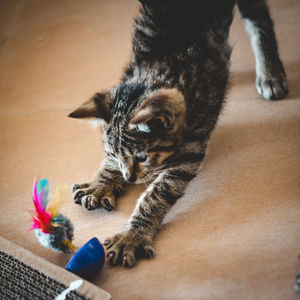 Close-up portrait of a cat