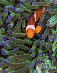 Close-up of fish swimming in sea