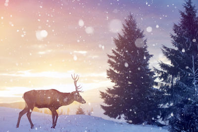 Deer on snow covered field against sky