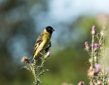 Close-up of bird perching on flower