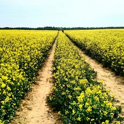 View of field against sky