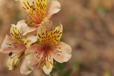 Close-up of yellow flowering plant