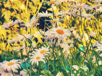 Close-up of white flowering plants on field