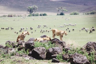 Lions on rock by field with domestic animals grazing on it