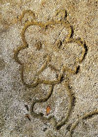 High angle view of starfish on sand