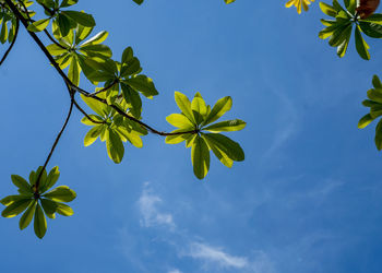 Low angle view of plant against blue sky