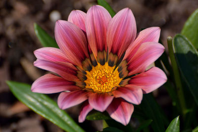 Close-up of pink flower